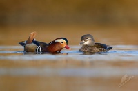 Kachnicka mandarinska - Aix galericulata - Mandarin Duck 5001